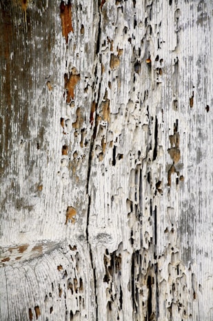 Close-up of timber damage due to pests.