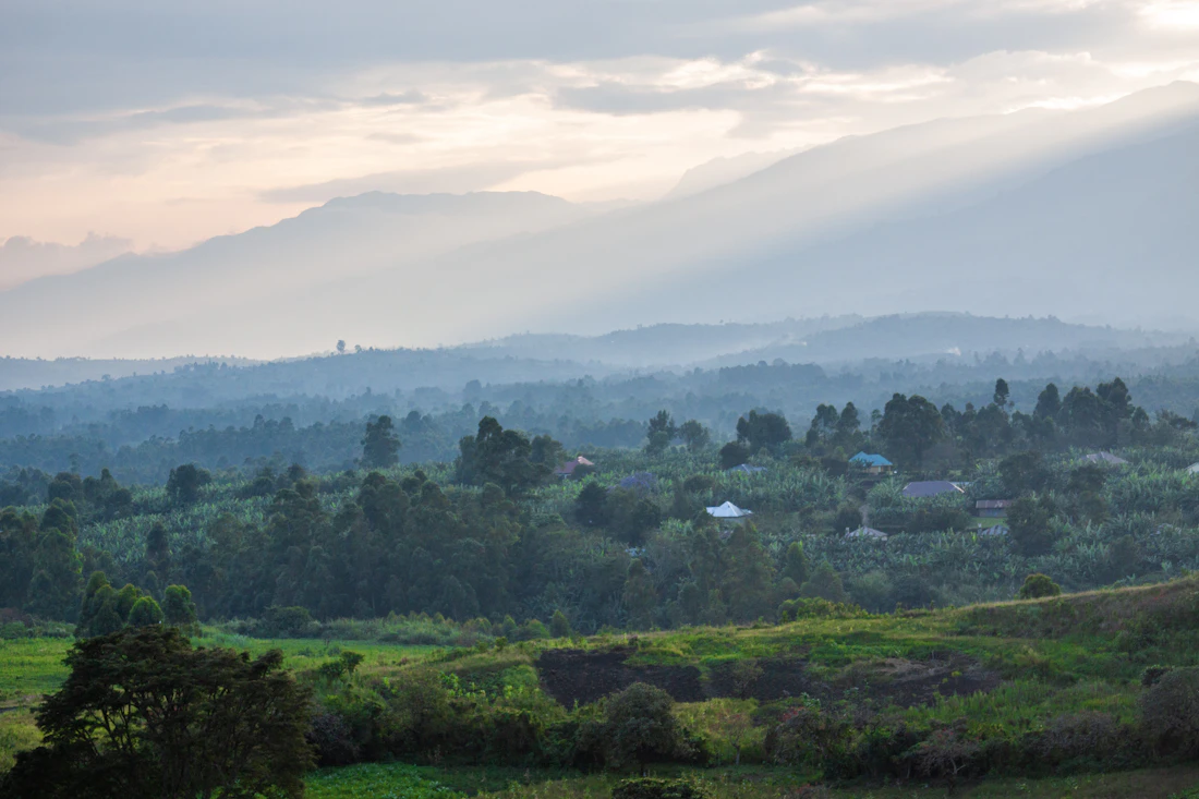 Dense canopy of Bwindi Impenetrable Forest, Uganda, home to half of the world’s mountain gorillas