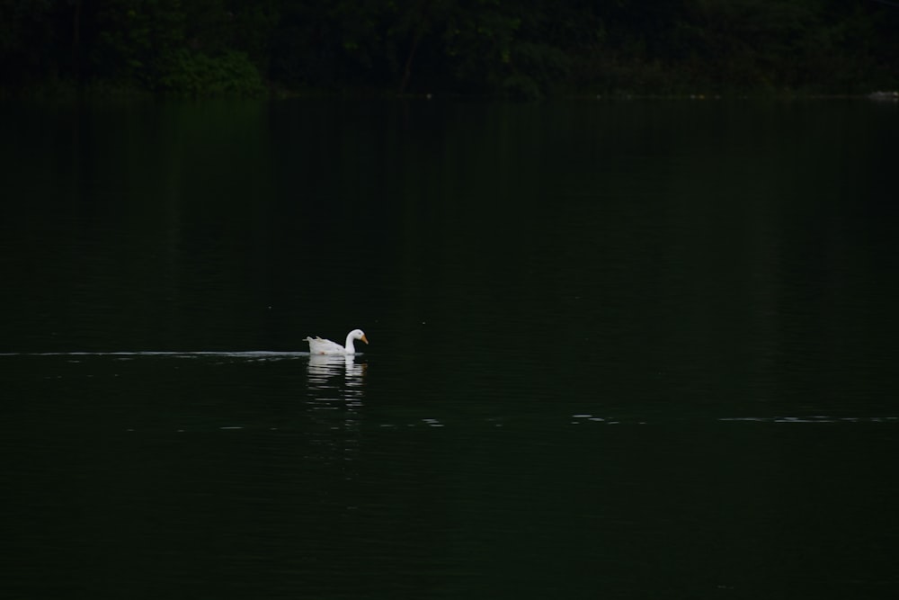 two ducks on water during daytime