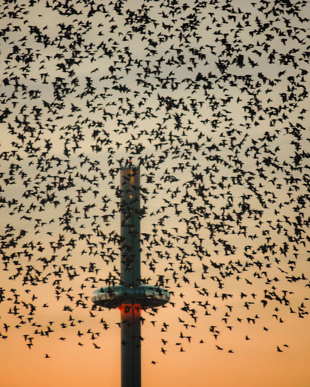 black and brown birds flying over the tower