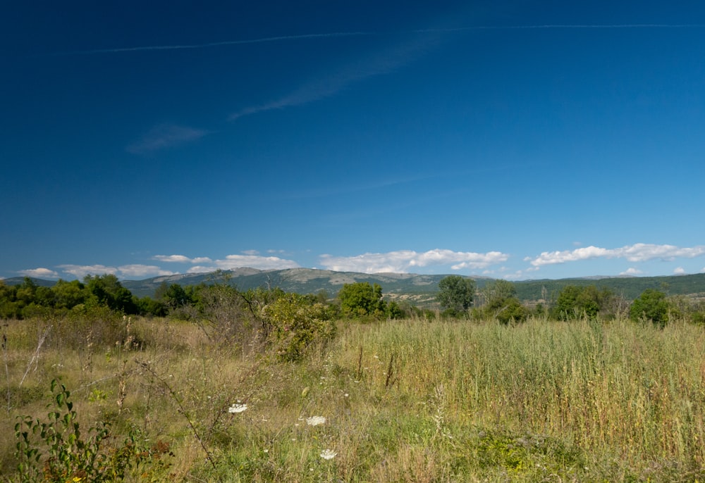 green grass field under blue sky during daytime