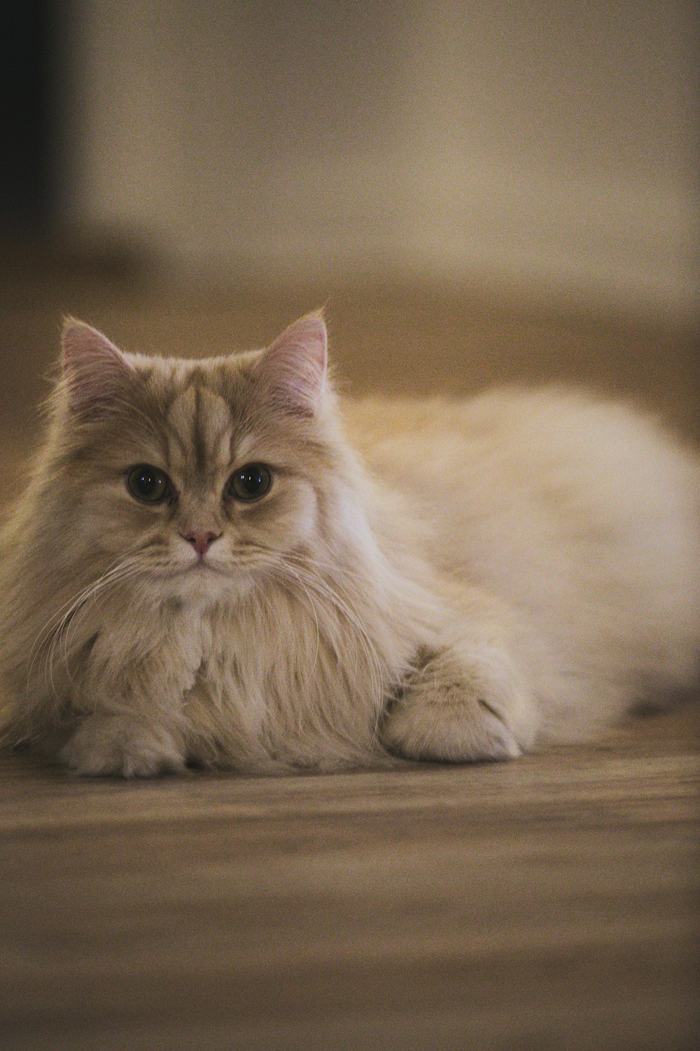 orange tabby cat lying on brown wooden floor