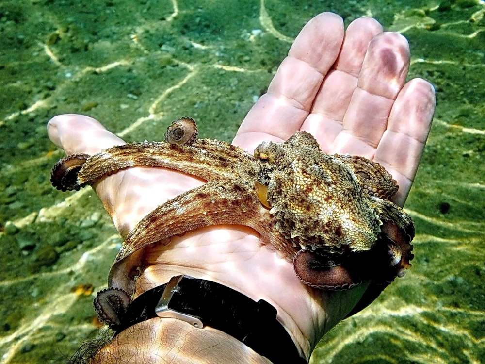 person holding brown and black turtle