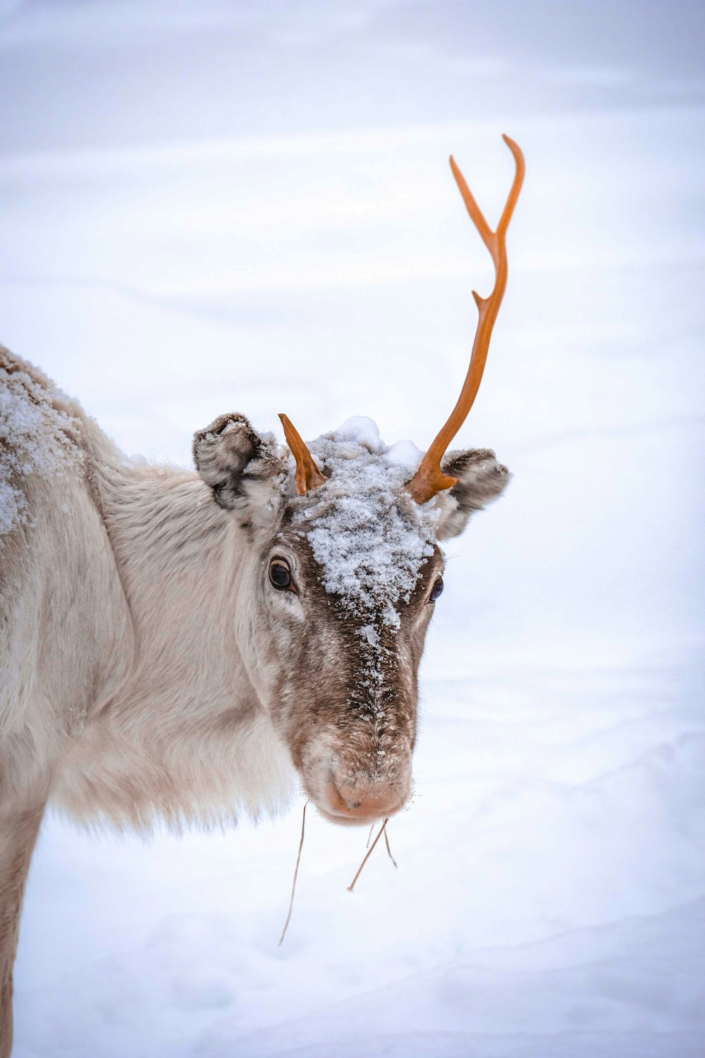 white and gray cow on snow covered ground during daytime