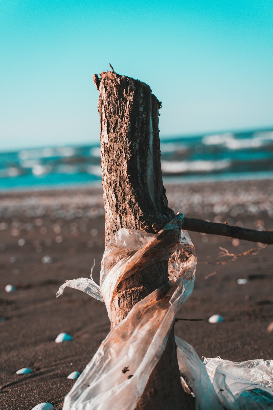 brown tree trunk on beach during daytime