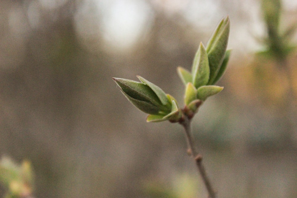 green leaf plant in close up photography