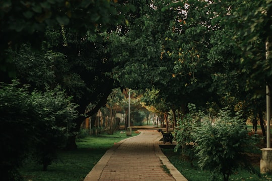 brown wooden pathway between green grass and trees during daytime in Patiala India