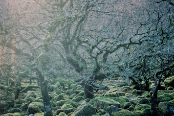 A forest scene with gnarled trees covered in moss and a forest floor blanketed in lush, green moss. The branches form intricate patterns against a muted background, creating a calm and somewhat mystical atmosphere.