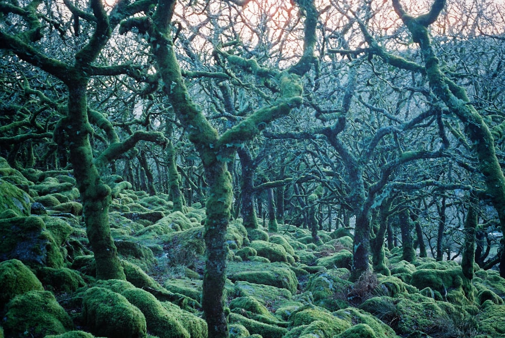 green moss on tree branches