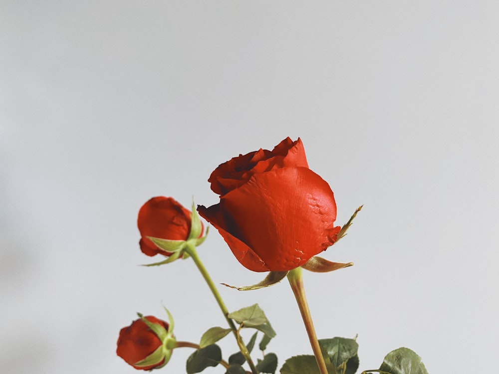 red rose in bloom during daytime