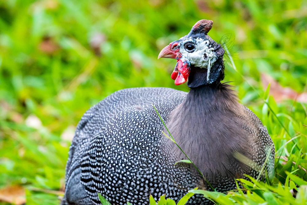 black and white chicken on green grass during daytime