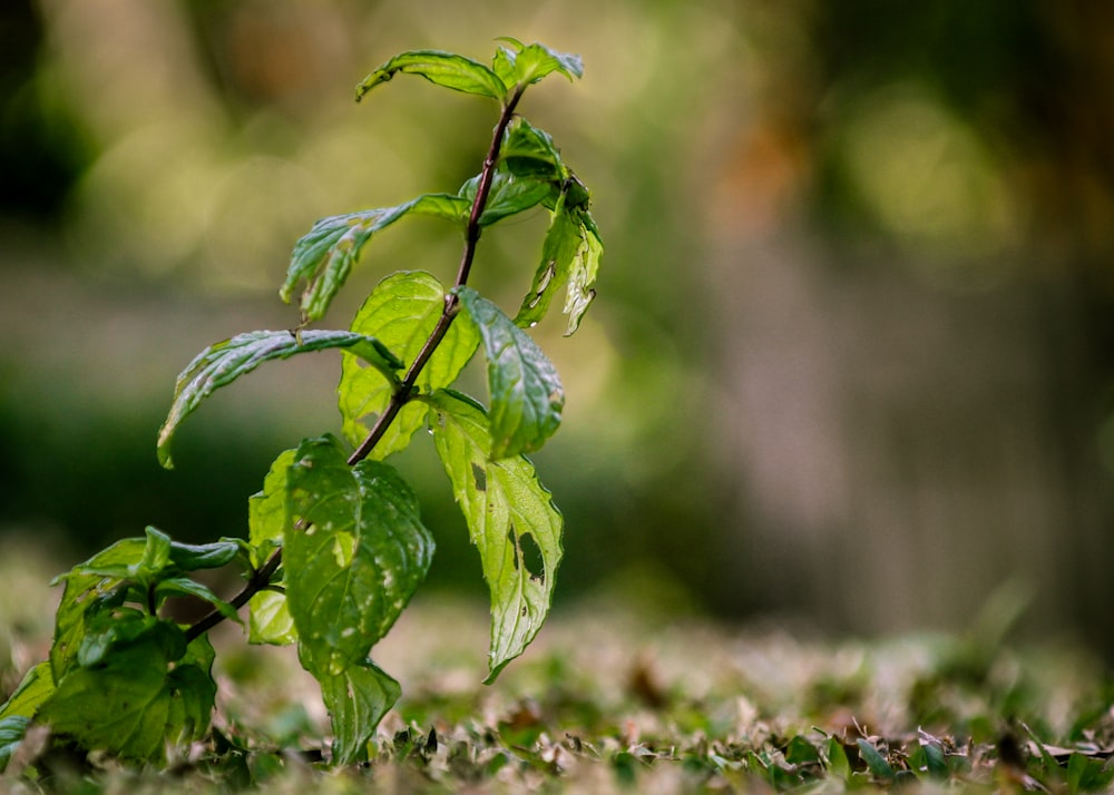 green plant in tilt shift lens