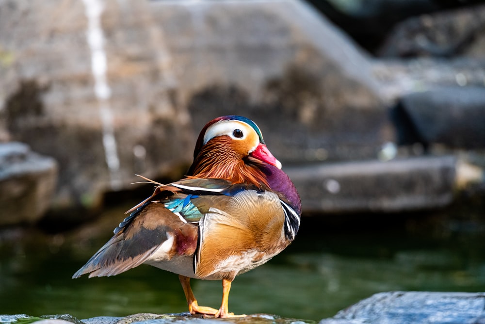 brown and purple bird on water