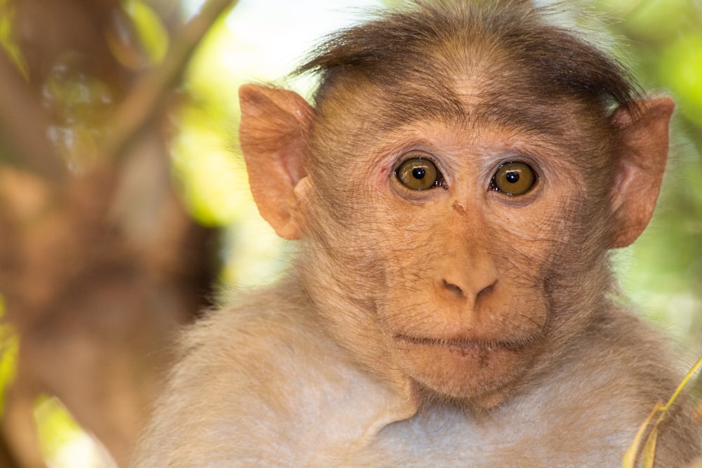 macaco marrom na fotografia de perto