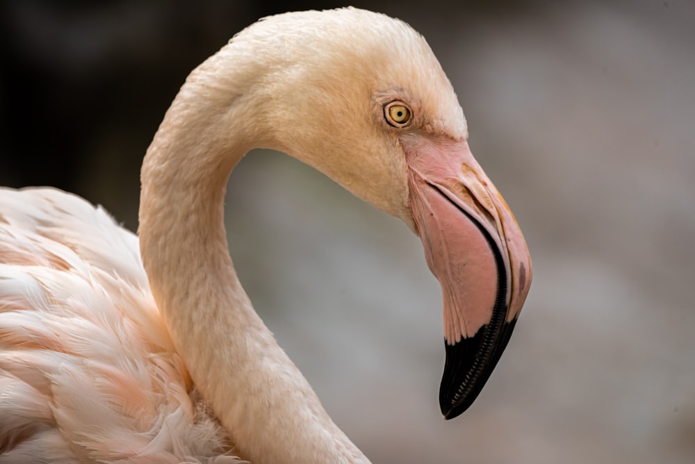 white swan in close up photography