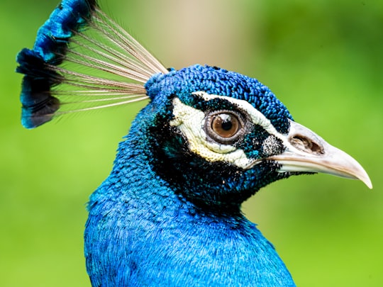 blue peacock in close up photography in Ho Chi Minh City Vietnam