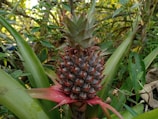 A close-up view of an unripe pineapple growing among lush green foliage. The pineapple has a spiky crown and reddish-brown scales. Surrounding vegetation includes broad leaves and thin stems, with sunlight filtering through the leaves, creating a dappled effect.