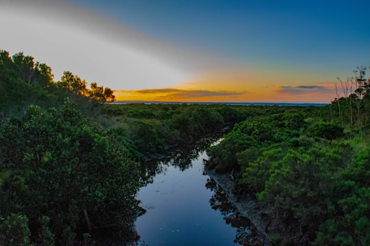 green trees beside river during daytime in French Island Australia