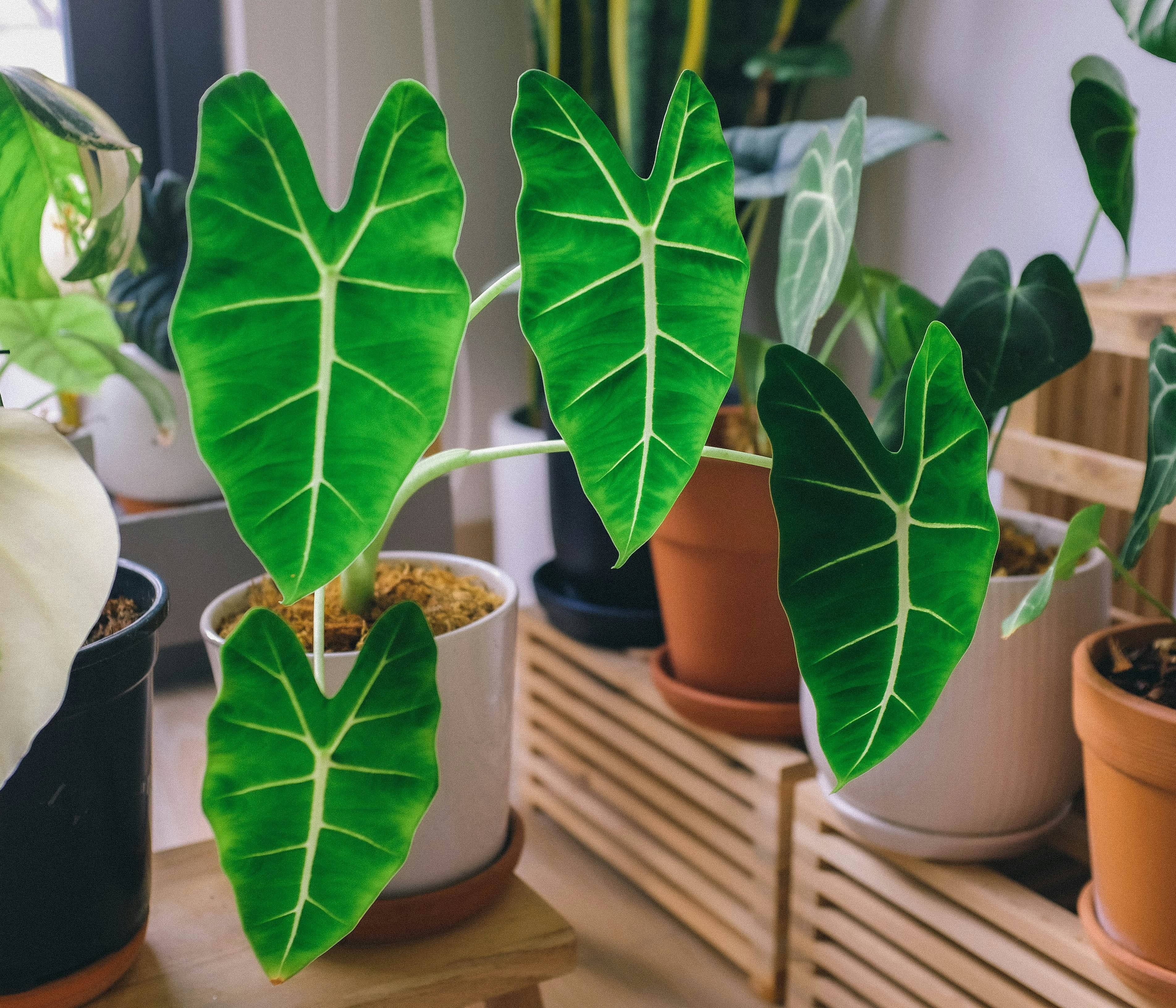 Alocasia polly plant with striking dark green arrow-shaped leaves with white veins in black pot