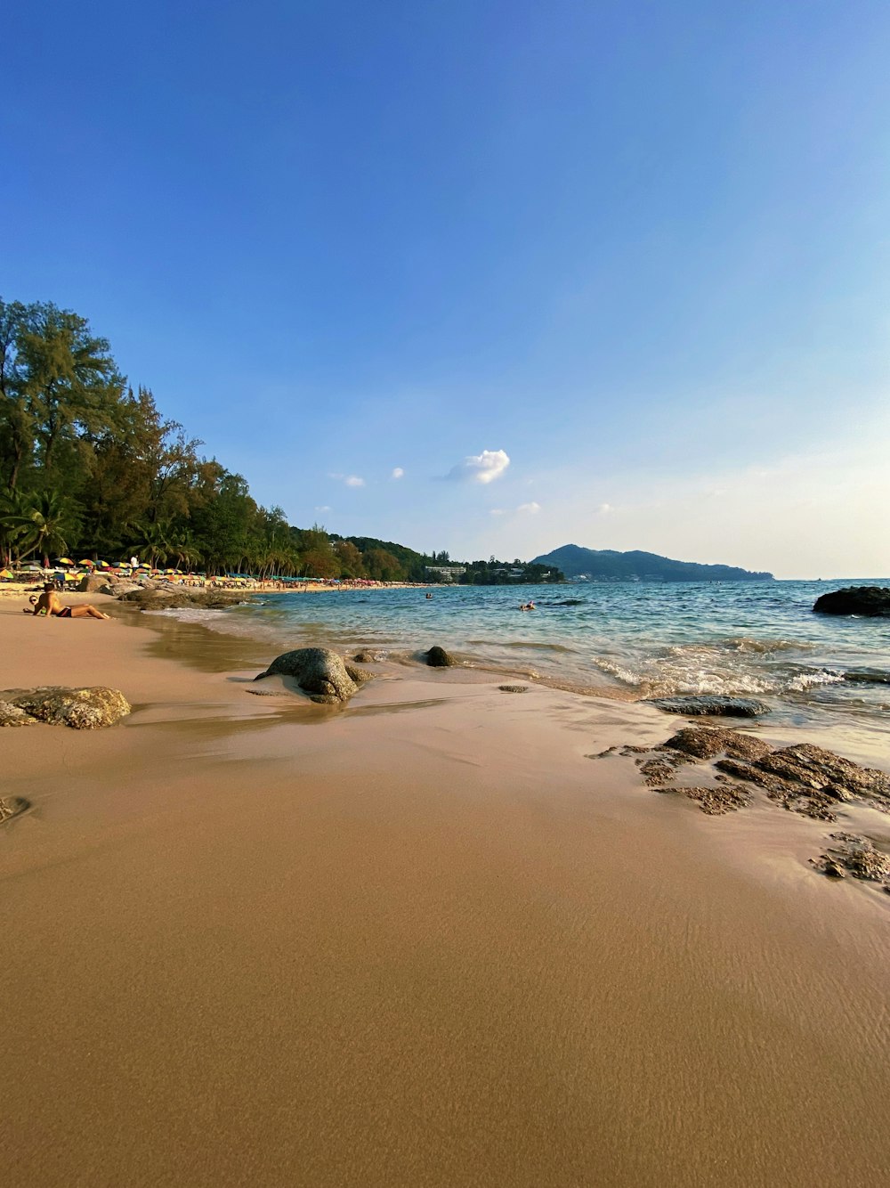 alberi verdi sulla spiaggia di sabbia marrone durante il giorno