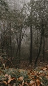 A serene forest scene with mystical fog and ancient trees.