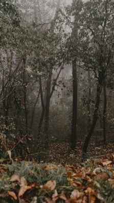 A serene forest scene with mystical fog and ancient trees.