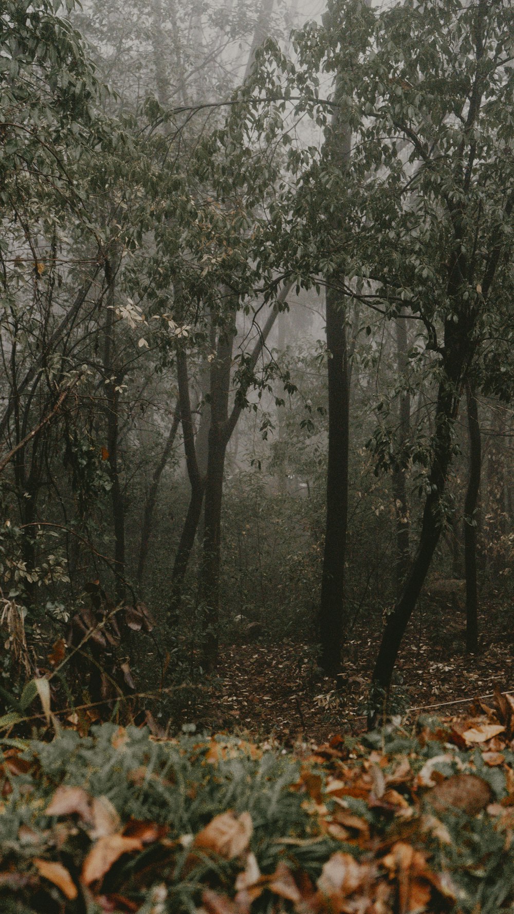 green trees on forest during daytime