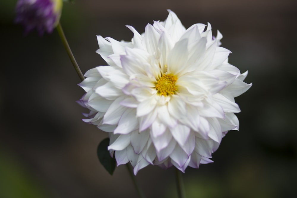 white flower in tilt shift lens