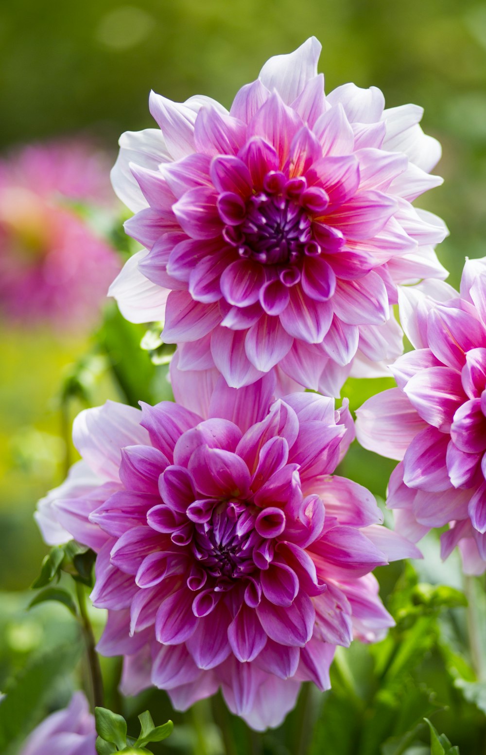 Good Morning Flower Images Free Download | Download Free Pictures ...