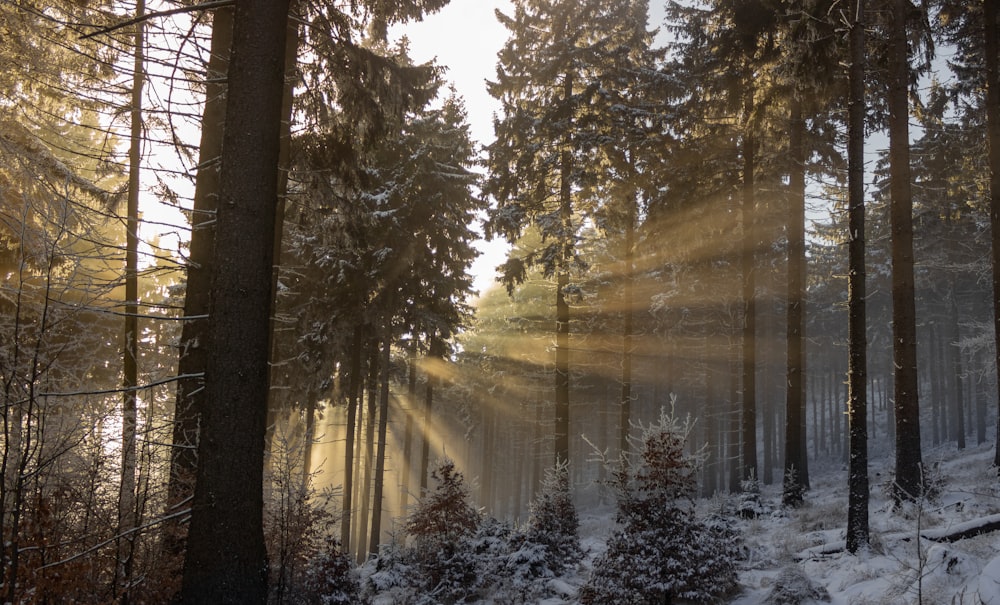 green trees covered with snow during daytime