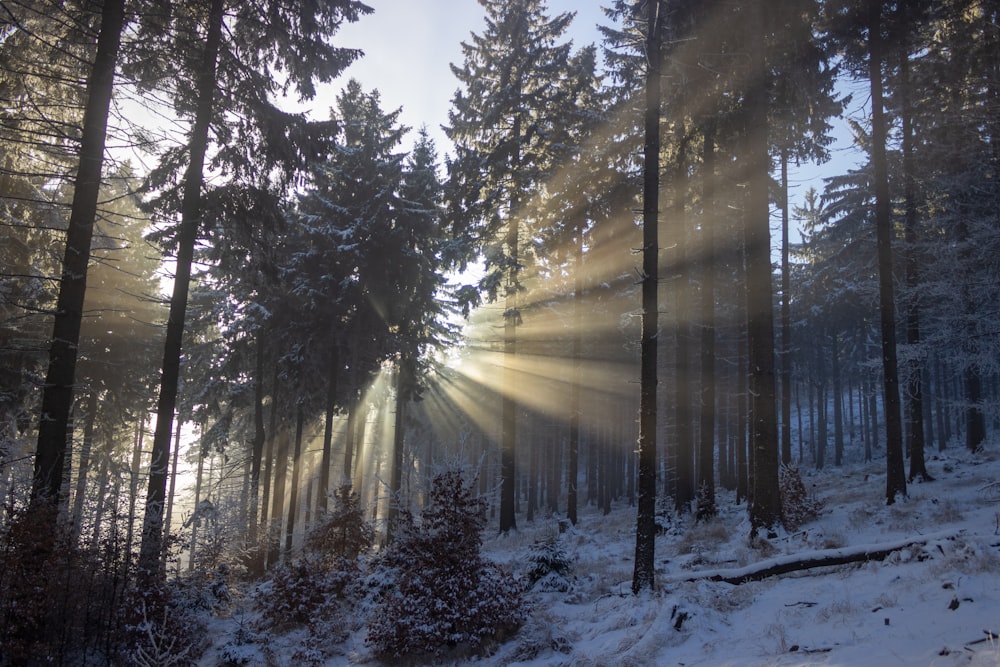 green trees on snow covered ground during daytime