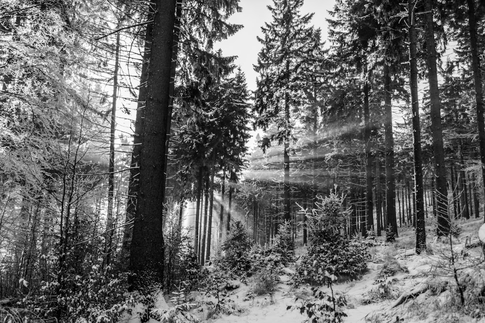 grayscale photo of trees covered with snow