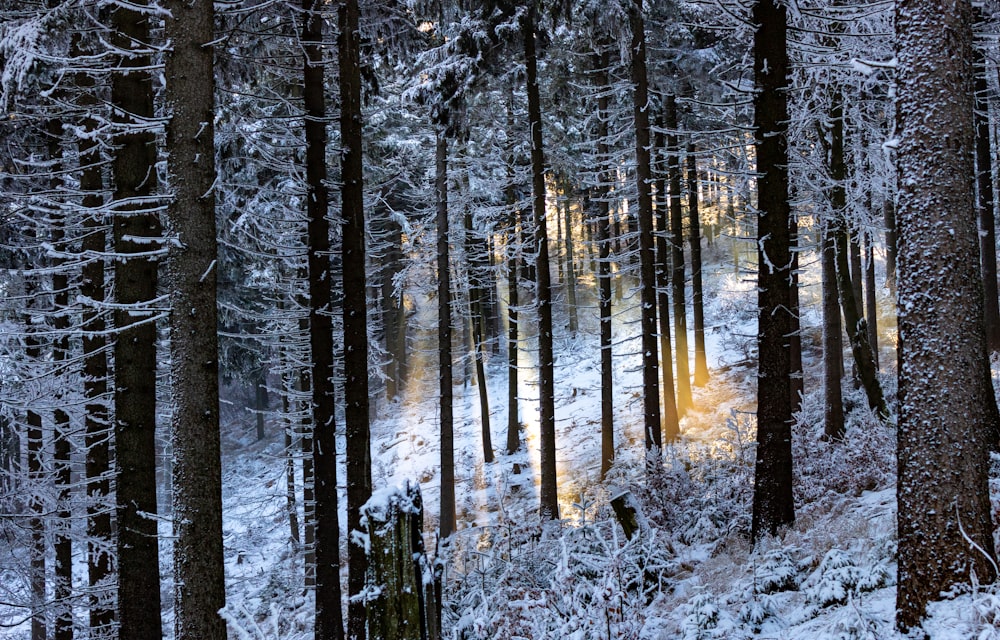 snow covered trees during daytime