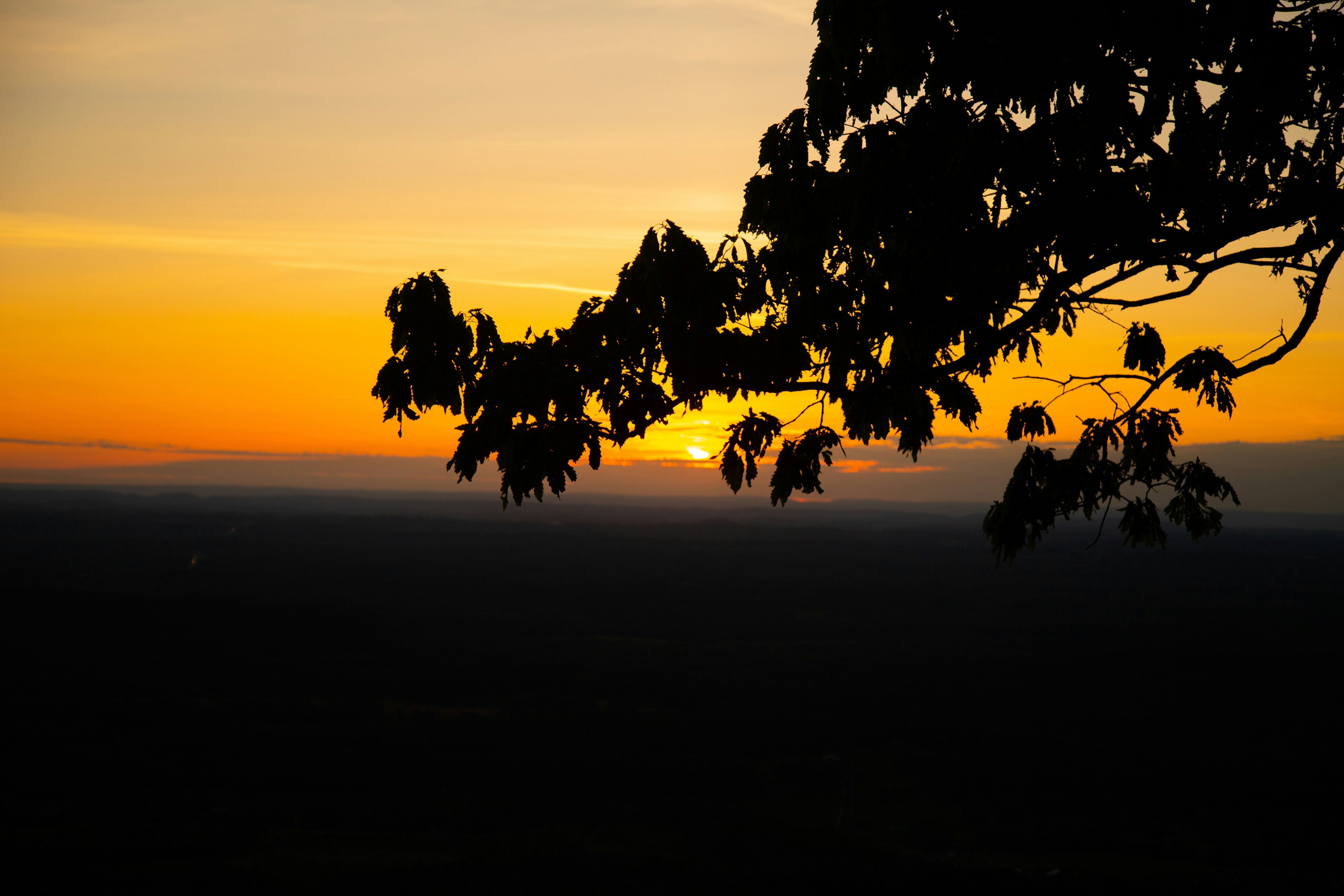 Silueta de árbol durante la puesta del sol