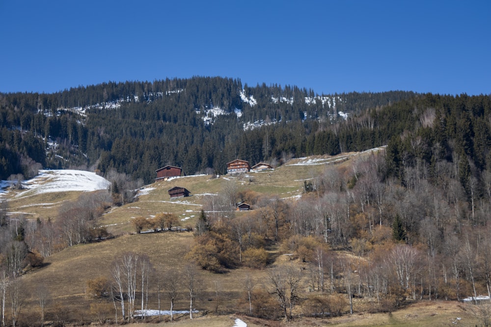 casa marrom e branca perto de árvores durante o dia