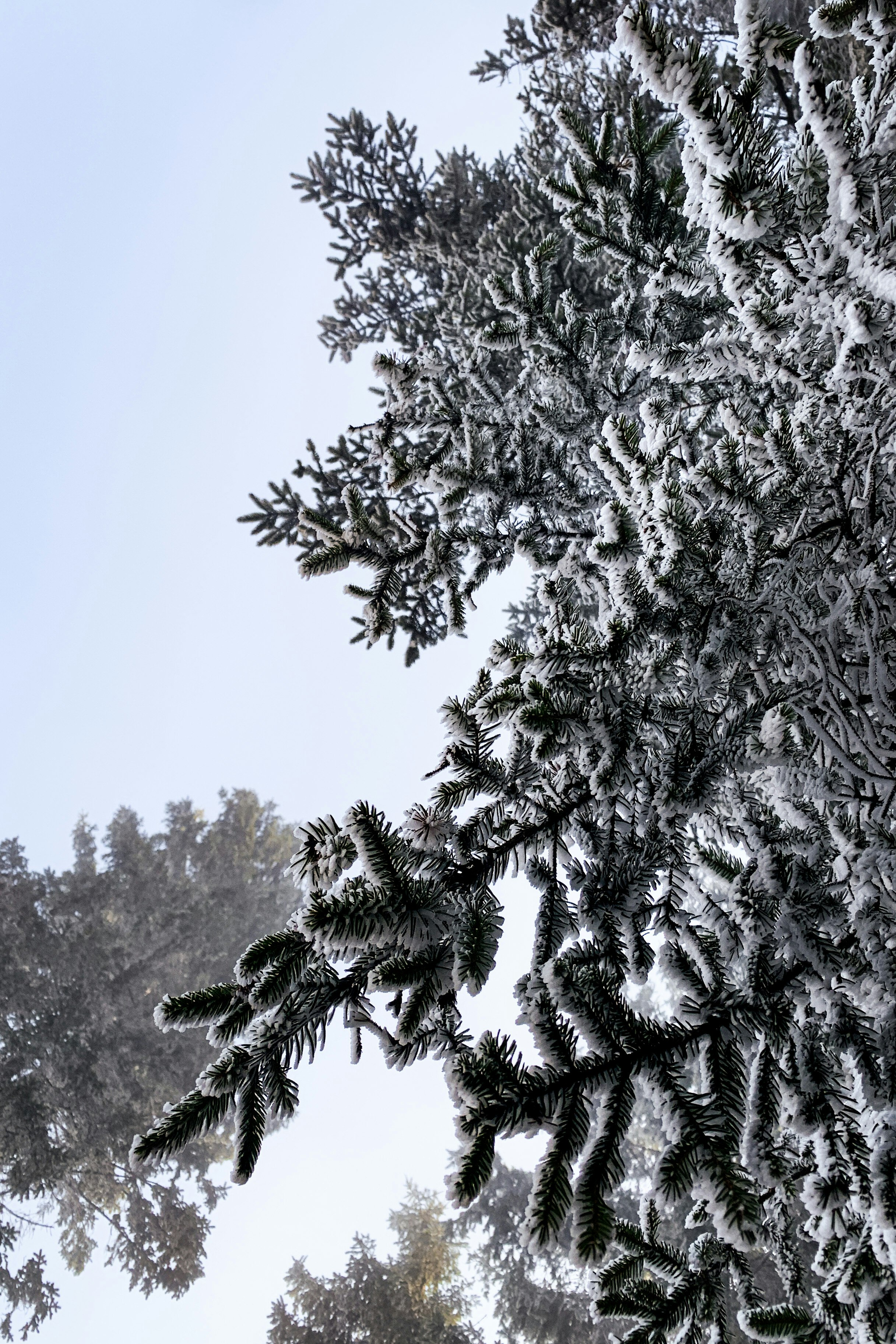 Snow tree in winter forest