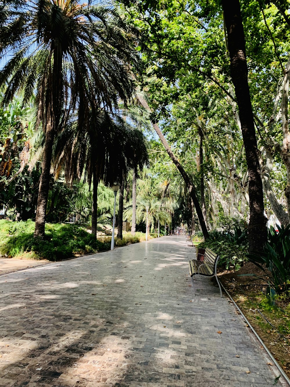 gray concrete pathway between green trees during daytime