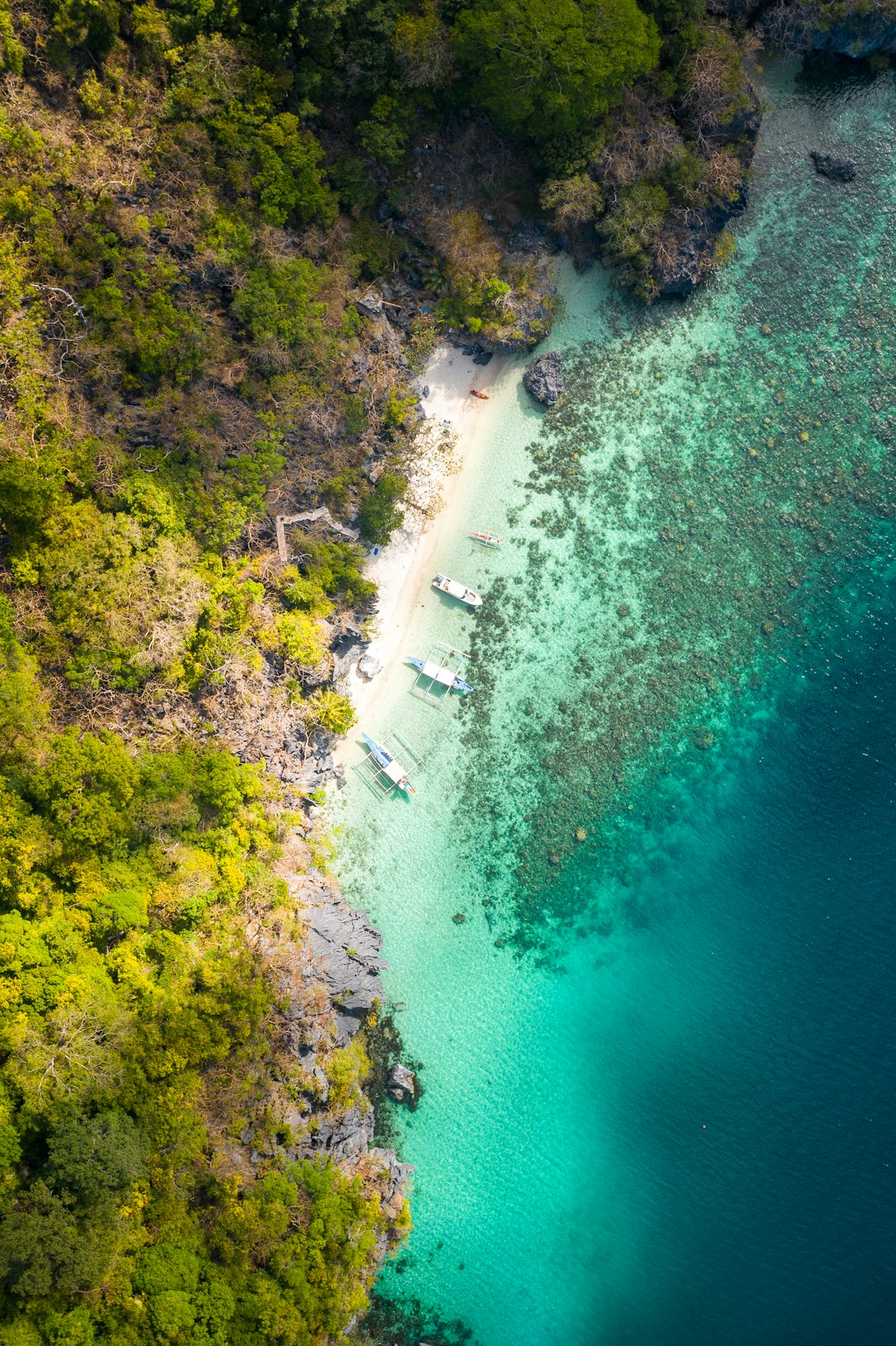 aerial view of green trees beside body of water during daytime