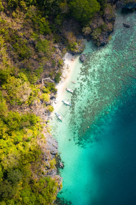 aerial view of green trees beside body of water during daytime in El Nido Philippines