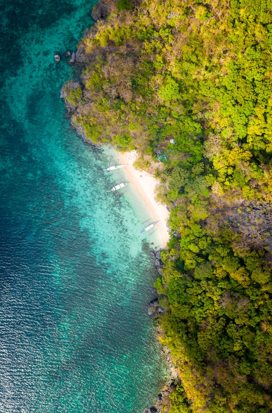 aerial view of green trees beside body of water during daytime