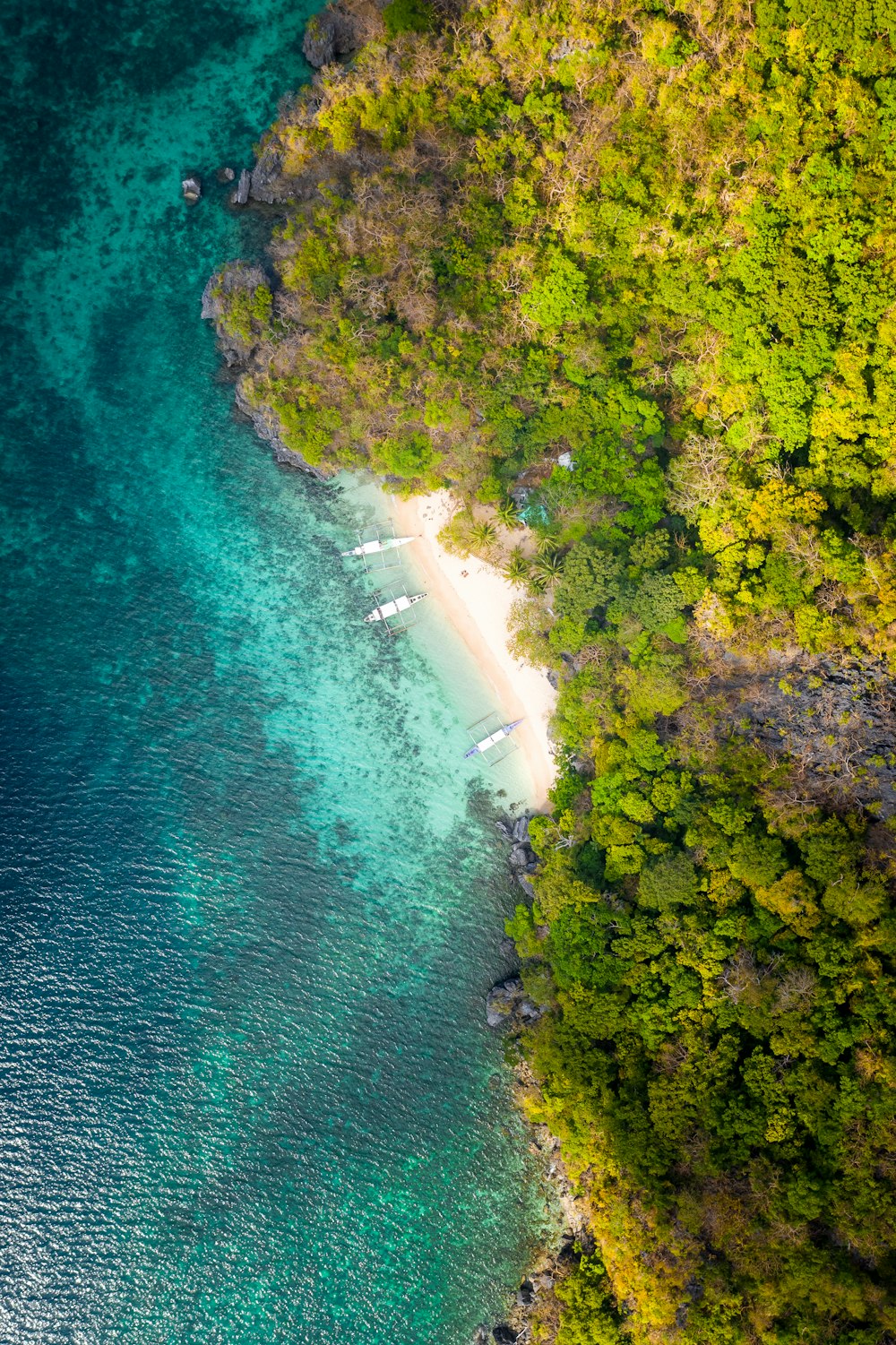 aerial view of green trees beside body of water during daytime