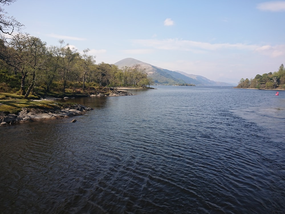 green trees near body of water during daytime