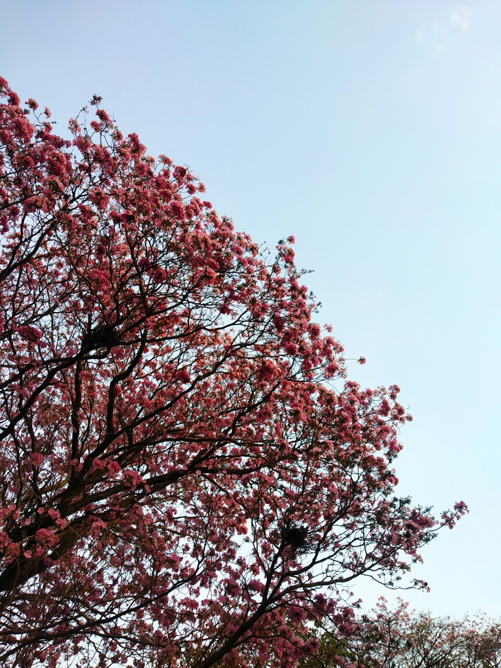 arbre à feuilles rouges sous le ciel bleu pendant la journée