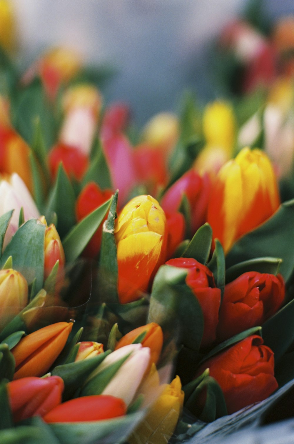 Rote und gelbe Tulpen blühen tagsüber