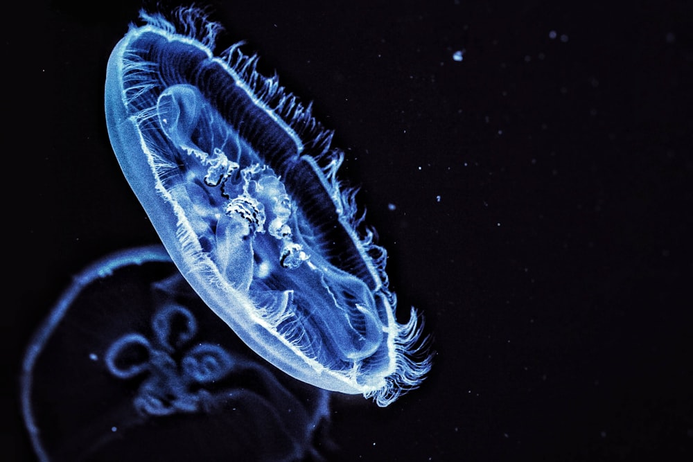 white and brown jelly fish