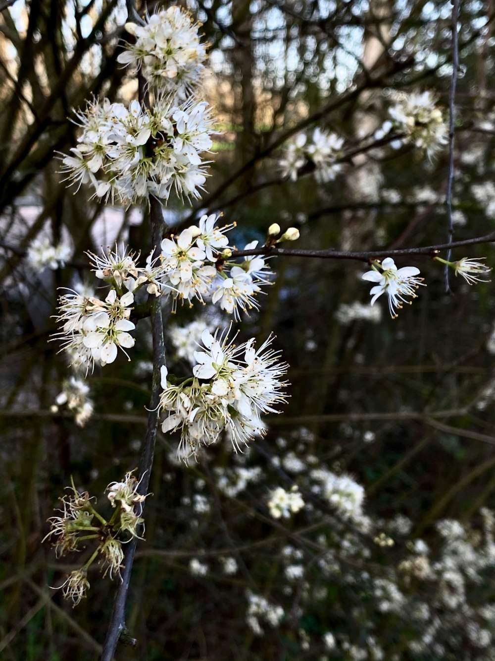 white flowers in tilt shift lens