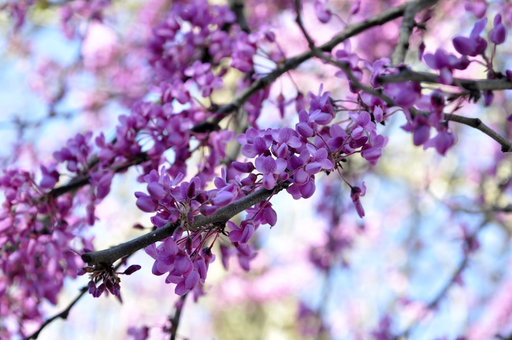 purple flowers in tilt shift lens