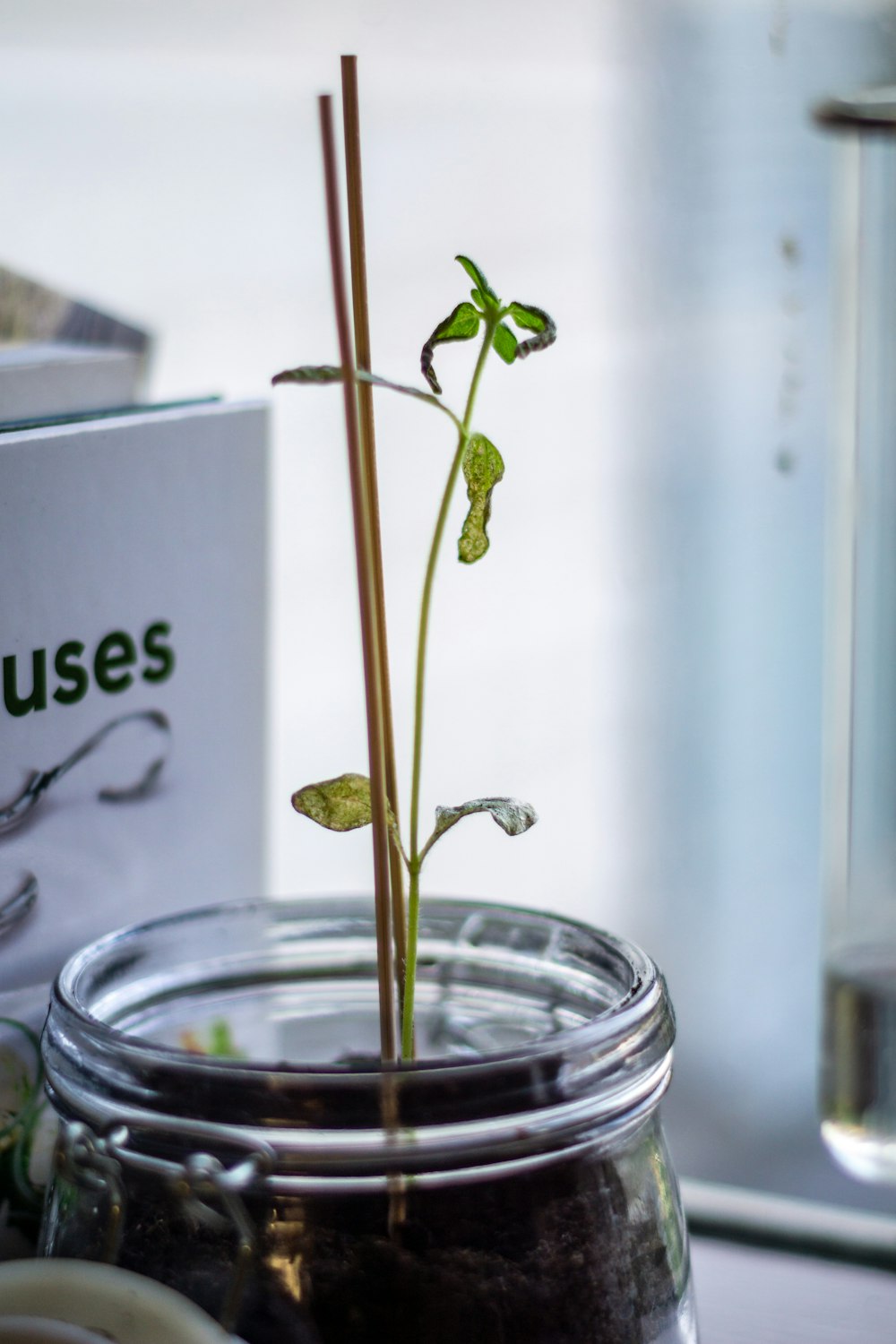 green plant on clear glass jar