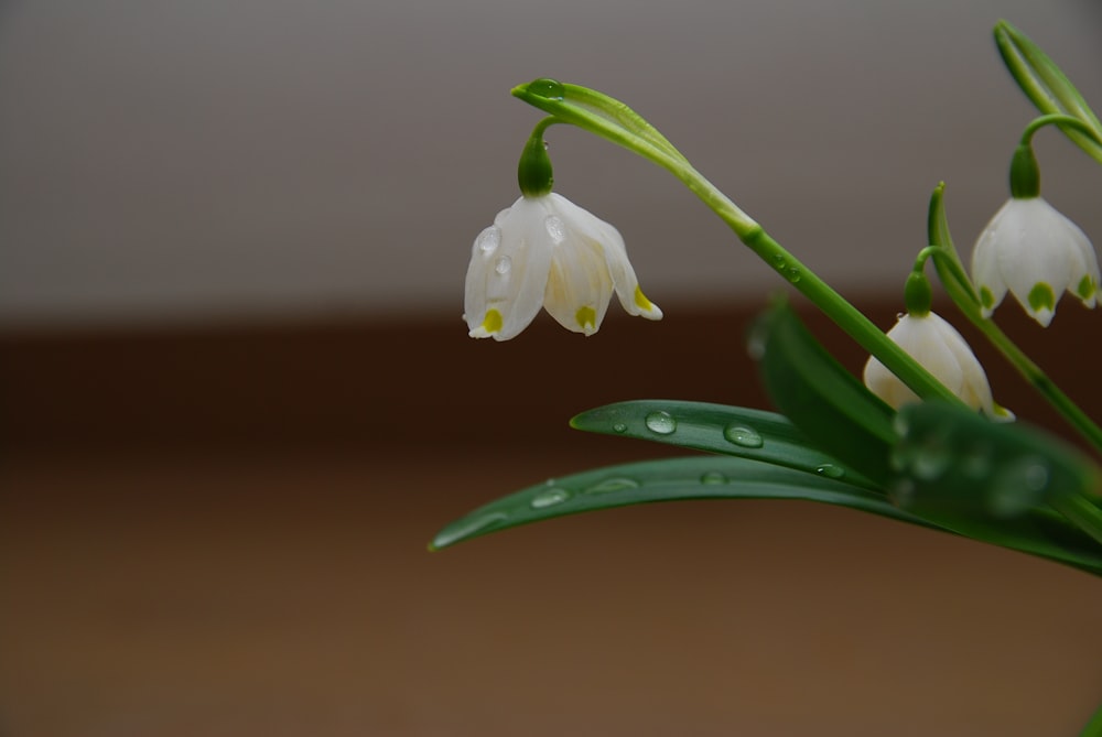 white flower with green leaves