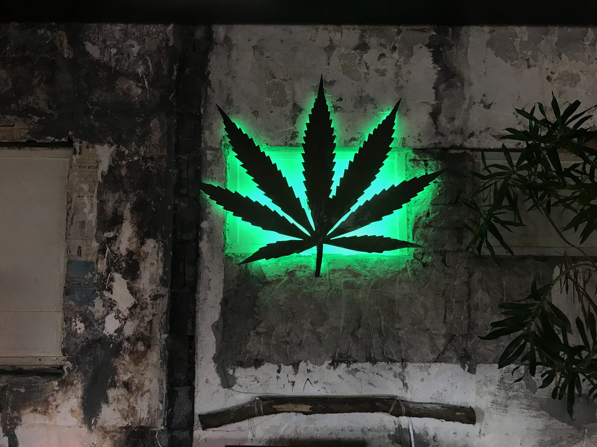 green plant on brown concrete wall